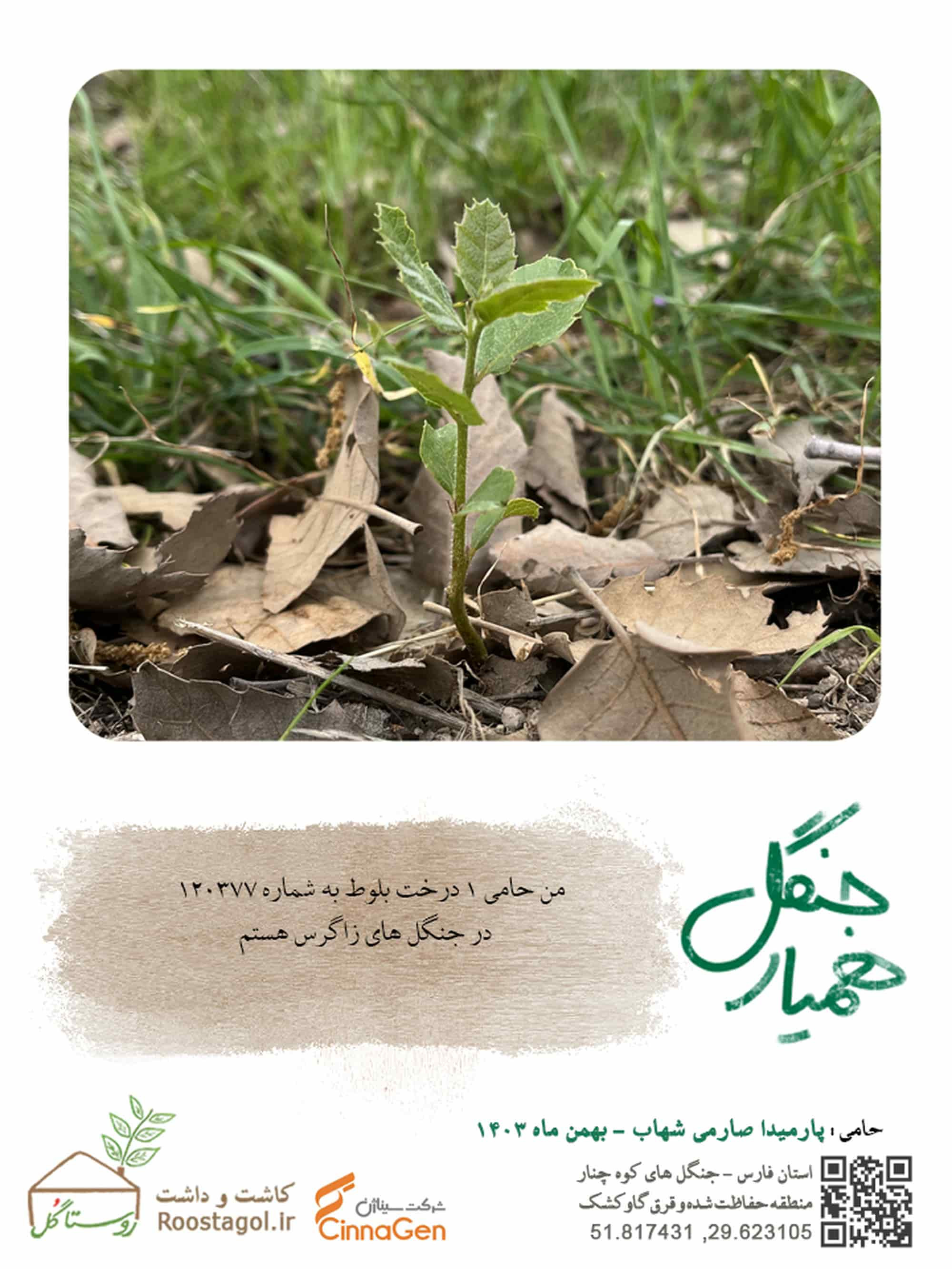 سفارش درخت